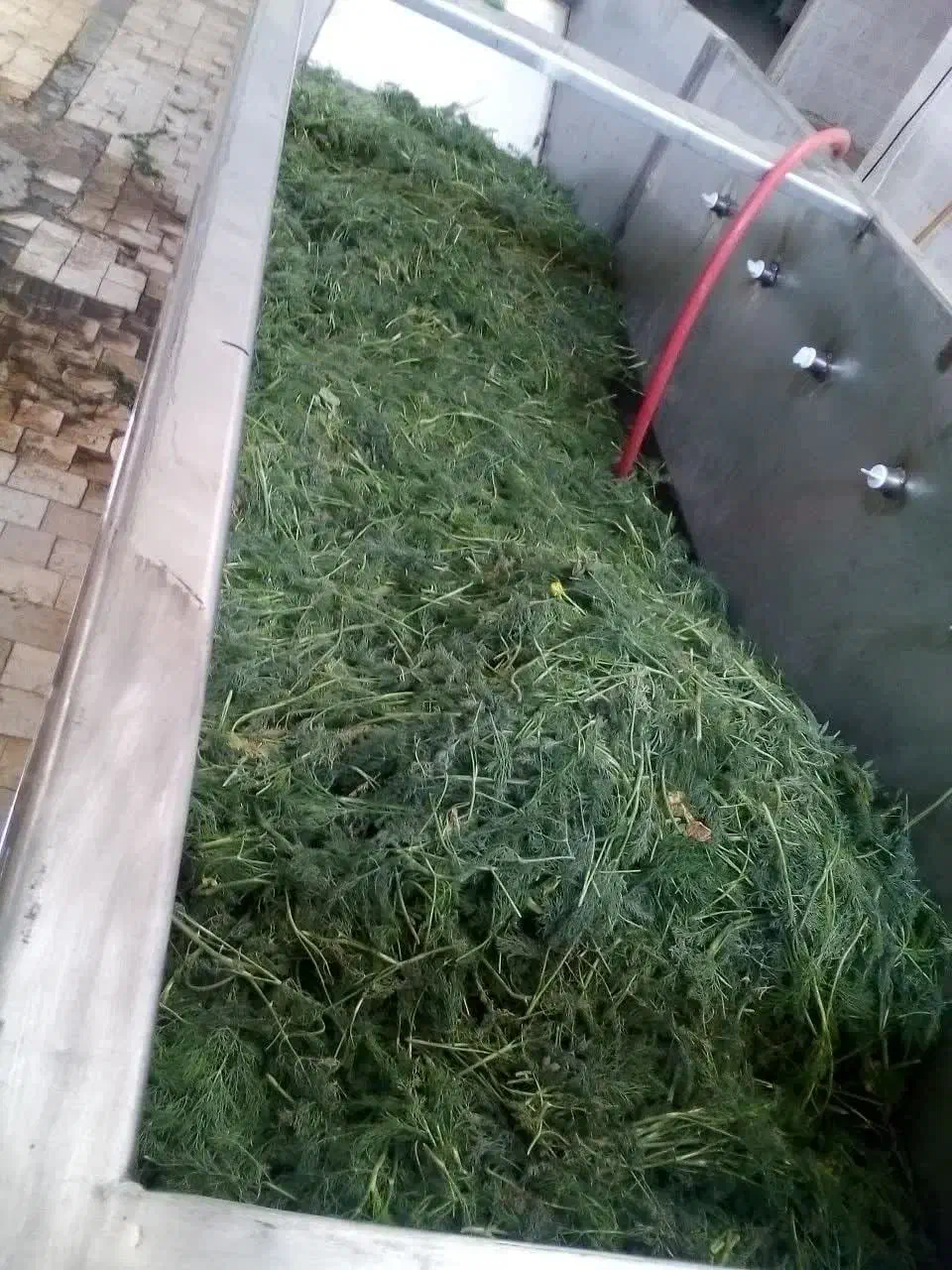 شوید خشک کیفیت بالا قیمت مناسب|خوردنی و آشامیدنی|نیشابور, هفده شهریور|دیوار