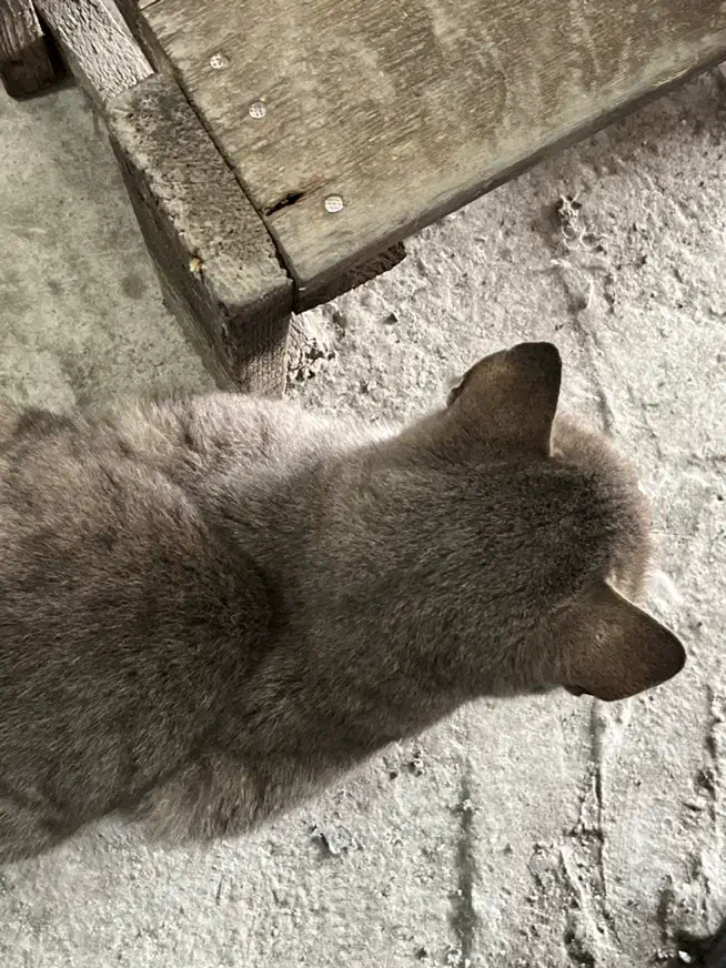 گربه حمایتی|گربه|رشت, فرزانه|دیوار