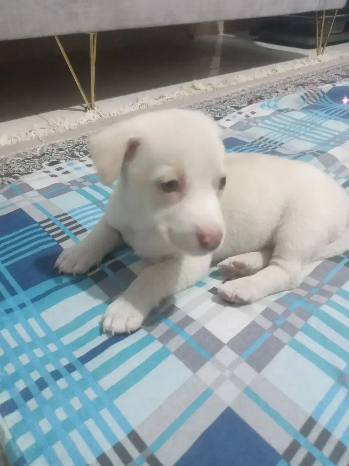 واگذاری توله پاکوتاه نژاد دارمعاوضه باپرنده|سگ|مشهد, کشف|دیوار