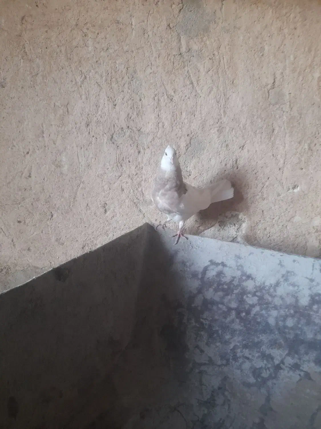 طوقی کارتونی|پرنده|ایذه, |دیوار