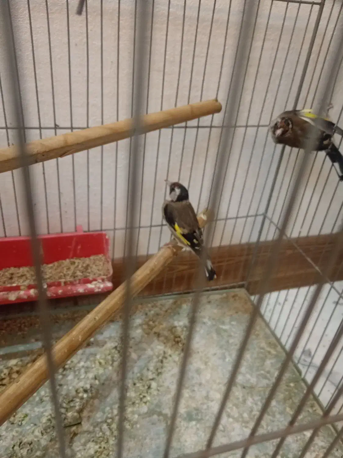 سهره ماده کهنه|پرنده|اصفهان, ملکشهر|دیوار