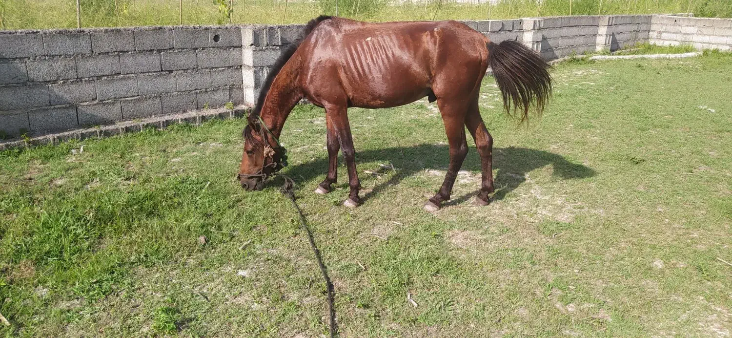 نریان ۵سال ومادیان|اسب و تجهیزات اسب‌سواری|آستانه اشرفیه, |دیوار