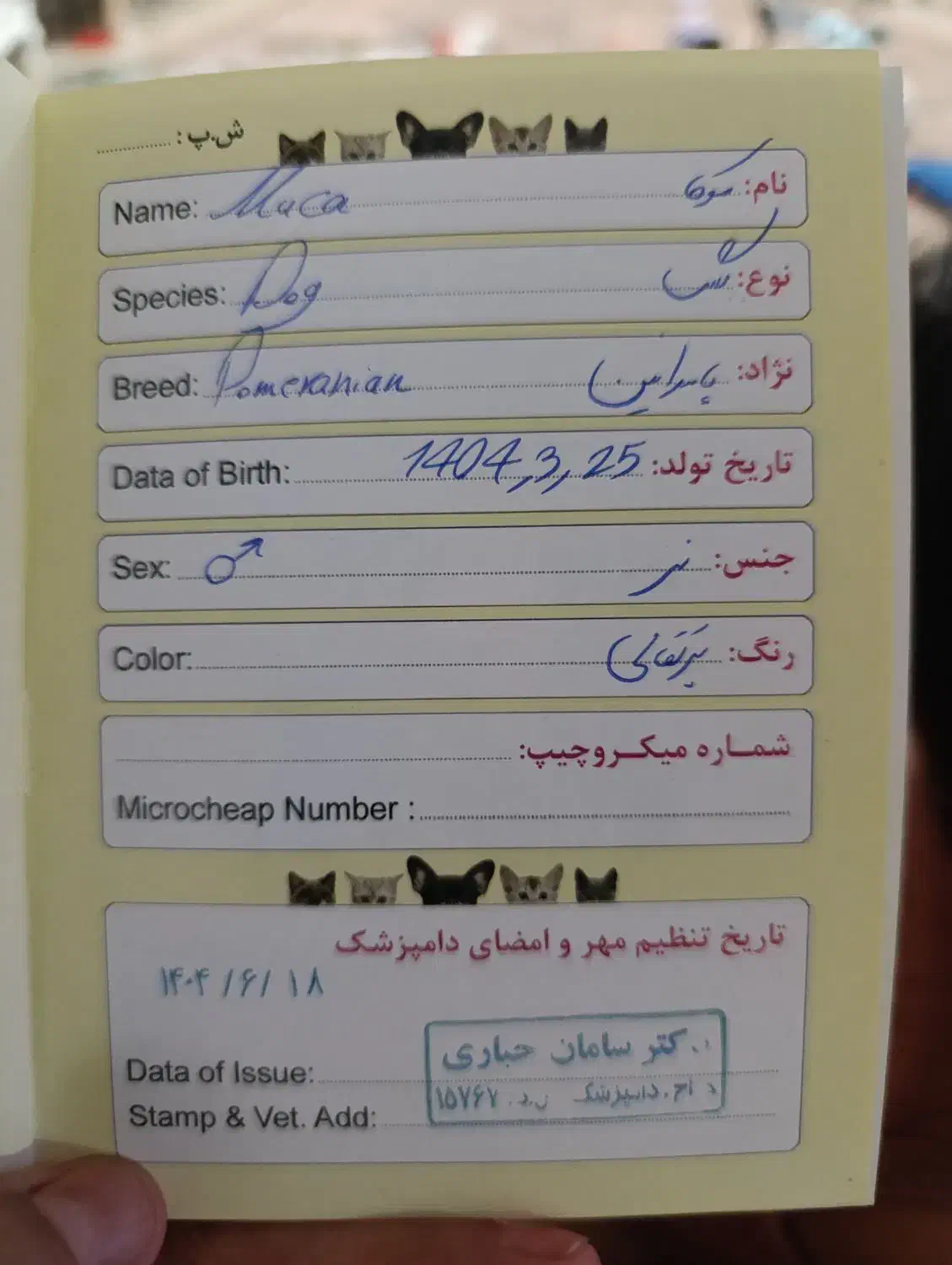 توله سگ پامرانین خالص نر|سگ|رفسنجان, |دیوار