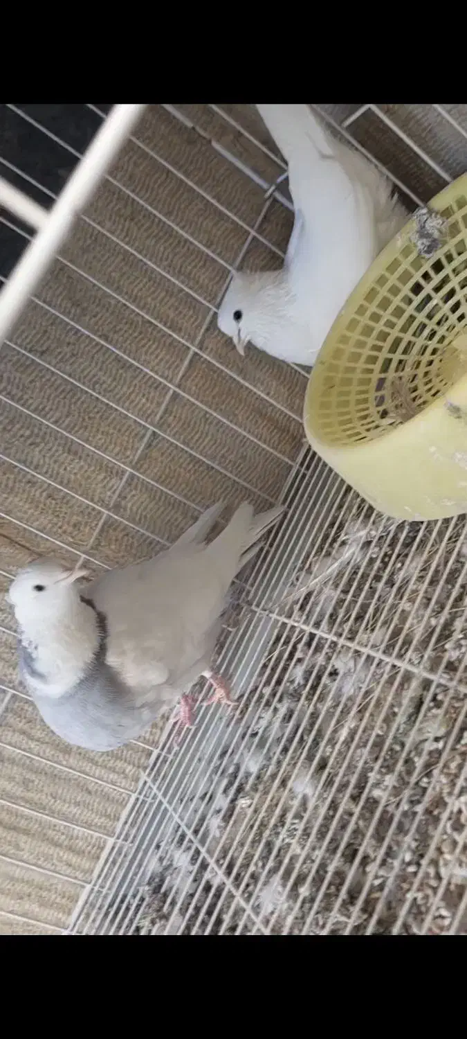 جفت سفید پاپر فنجونی پرنده طوقی طوق آبی شهری پلاکی|حیوانات|شیراز, شهرک سراج|دیوار