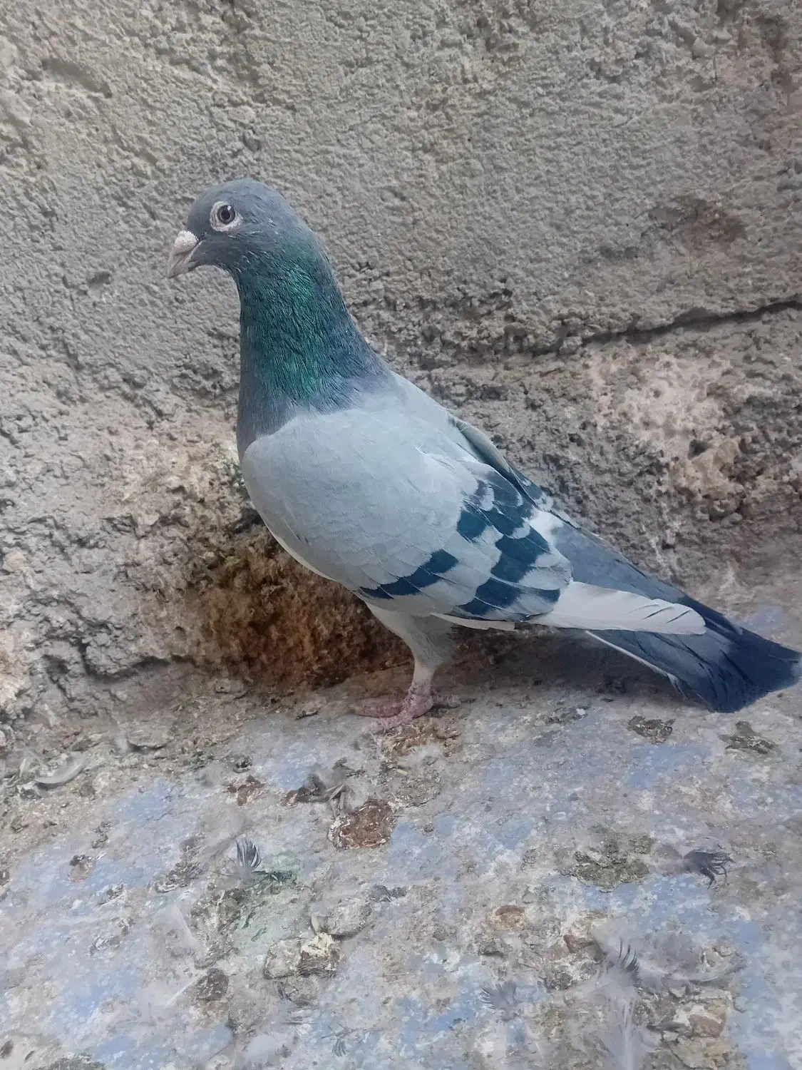 کفتر مینا سبزاردن|پرنده|زاهدان, |دیوار