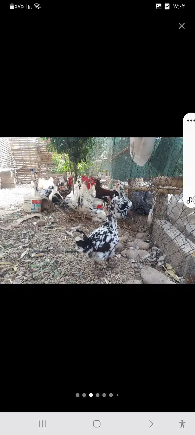 تخم مرغ گلین|حیوانات مزرعه|دزفول, |دیوار