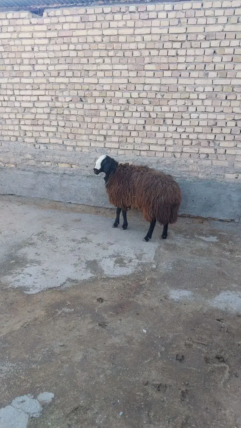 فروشی|حیوانات مزرعه|شال, |دیوار