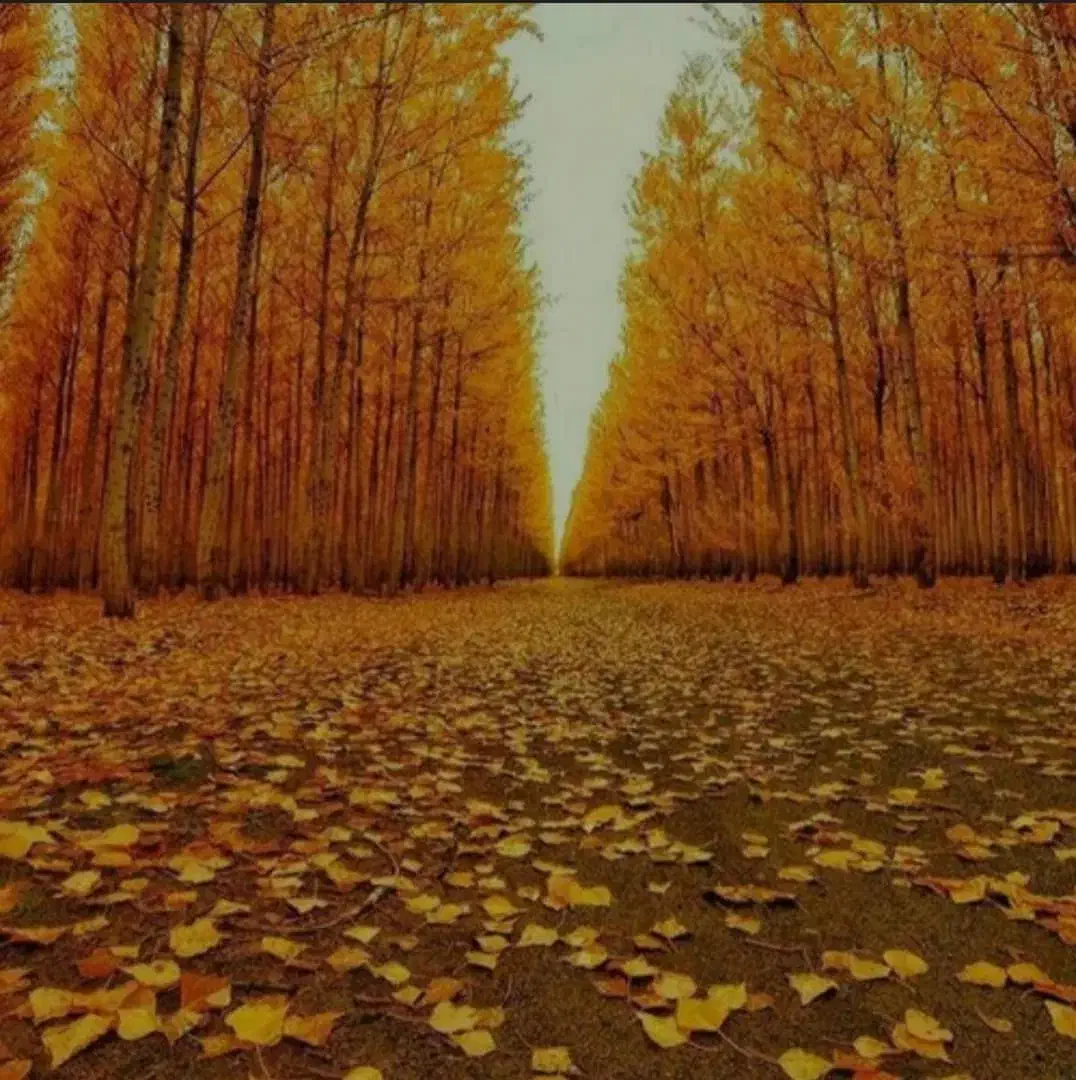 لوله کشی و  بنایی  و نصاب  امورات برقی|خدمات پیشه و مهارت|یاسوج, |دیوار