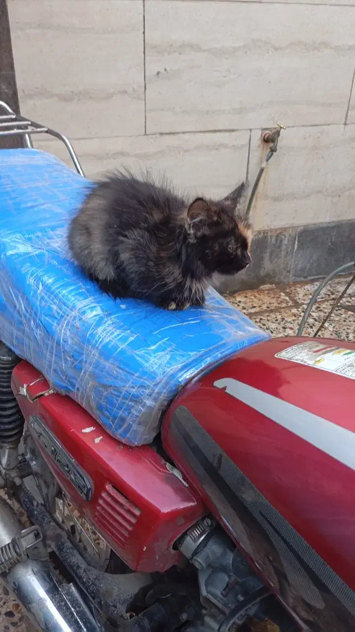 گربه بازیگوش|گربه|کارون, |دیوار