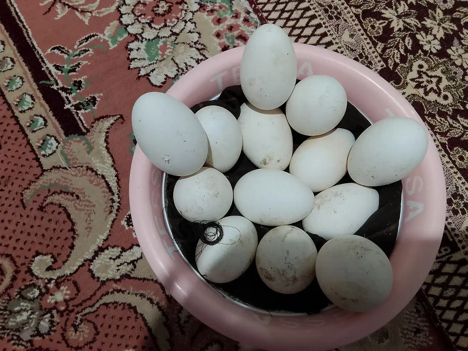 تخم بت|حیوانات مزرعه|زهک, |دیوار