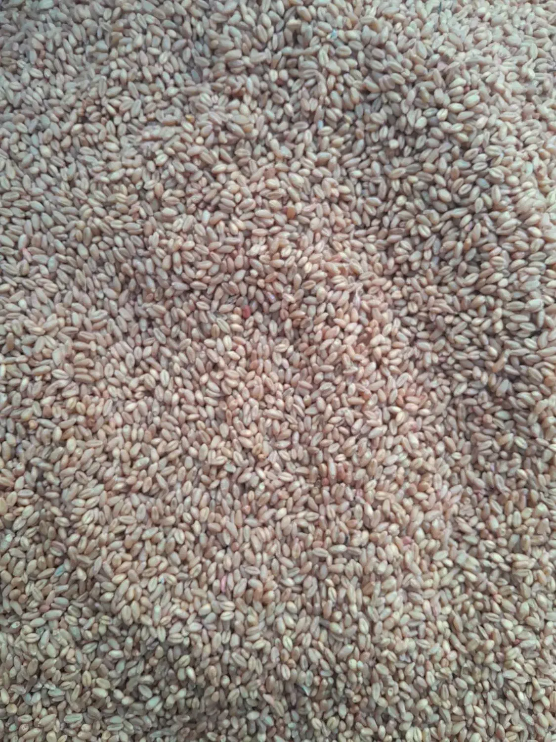 گندم بذریپیشگام|عمدهفروشی|صحنه, |دیوار