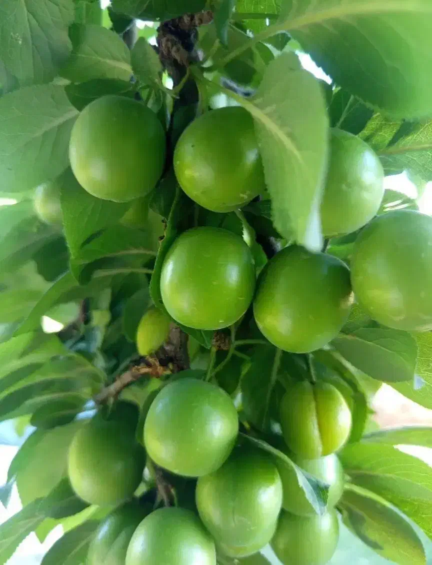 عرضه انواع نهال های تخصصی|خدمات باغبانی و درختکاری|تبریز, |دیوار