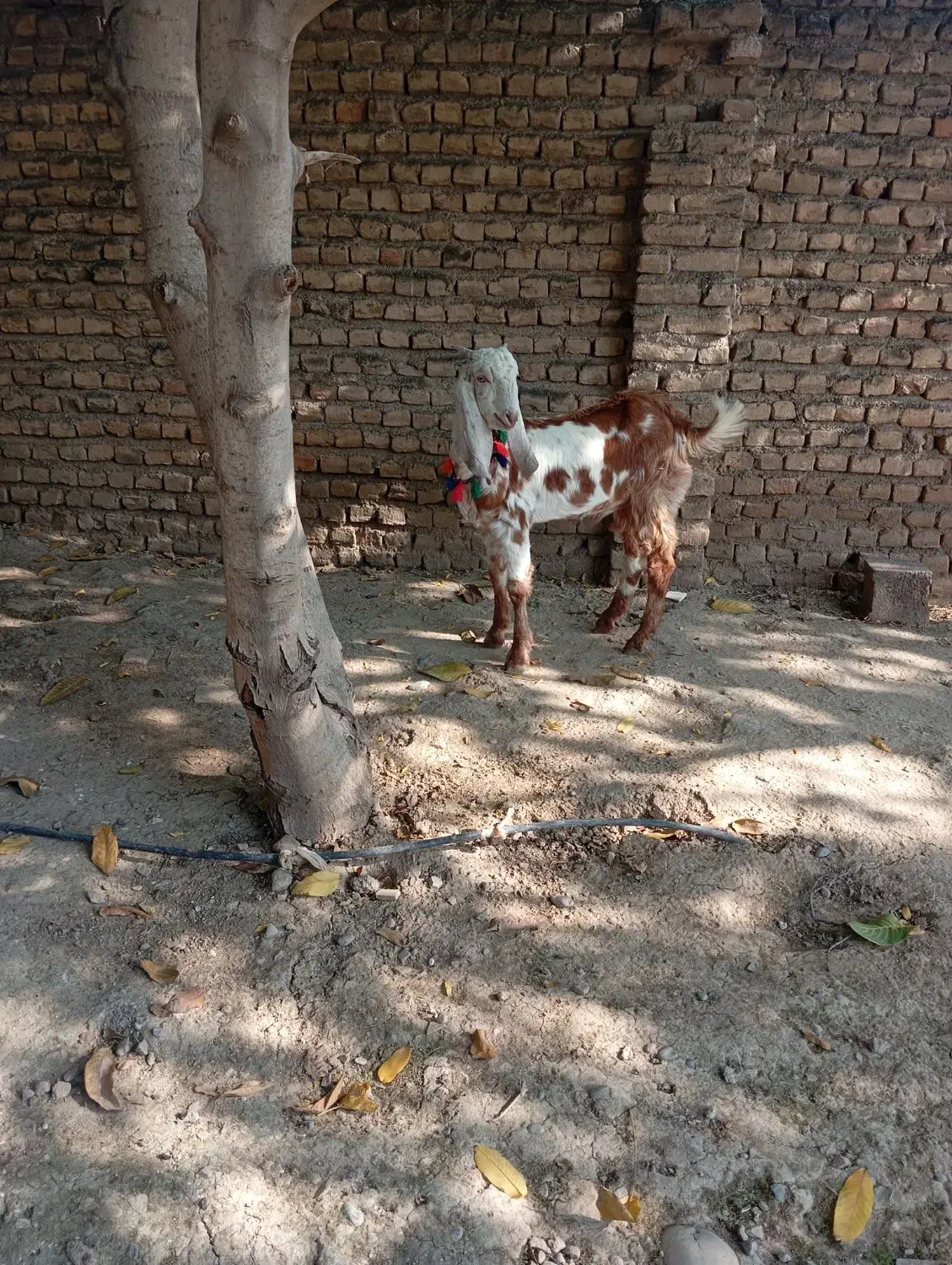 بزغاله نر خوش خوراک پاکستانی پلنگی|حیوانات مزرعه|آق قلا, |دیوار