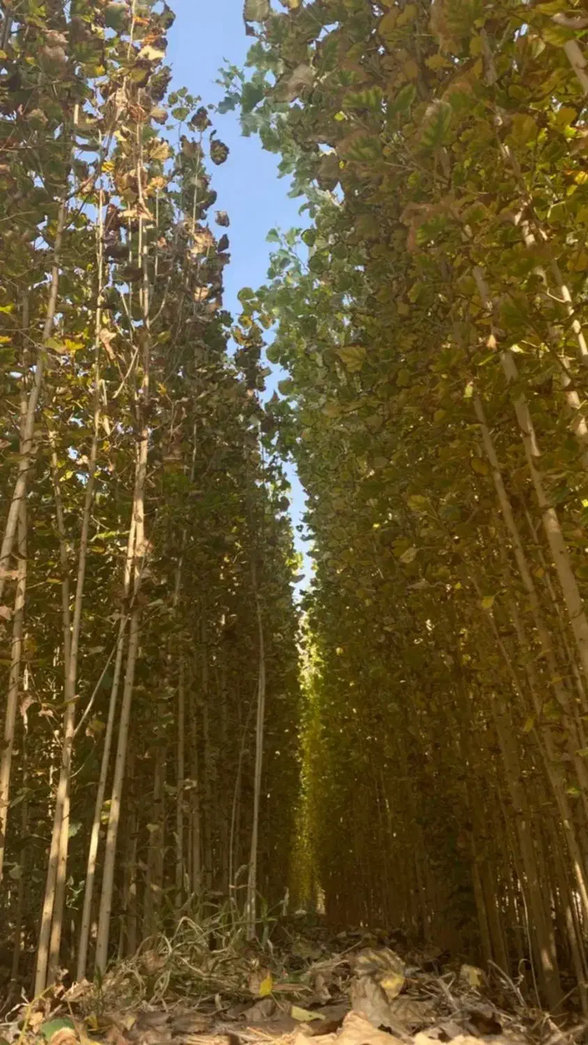 صنوبر نیگرا|خدمات باغبانی و درختکاری|چالدران, |دیوار