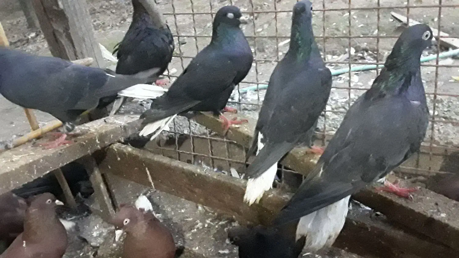 زاغدمسفید وسرخ وسروردومسفید|پرنده|ساری, |دیوار