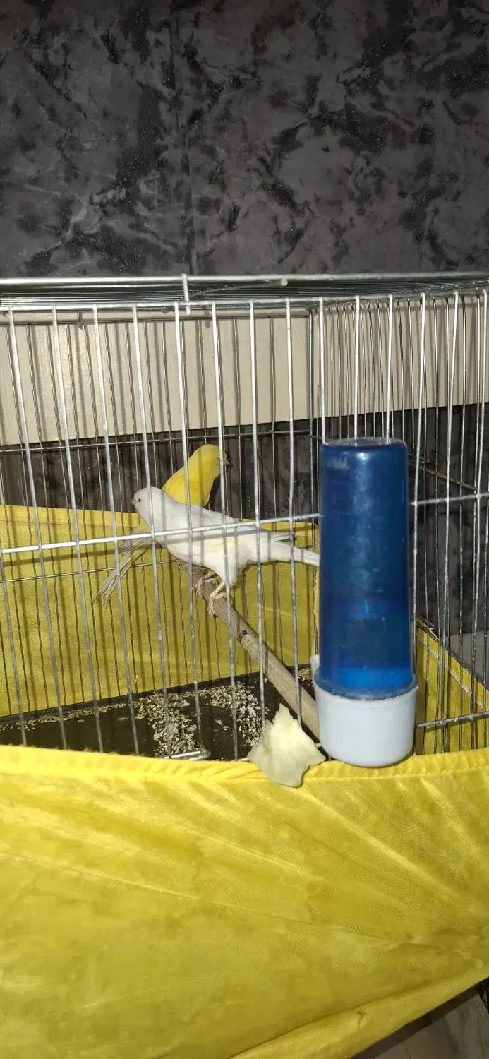 2 عدد قناری ماده زرد و موزاییکی رده دار|پرنده|ری, سیزده آبان|دیوار