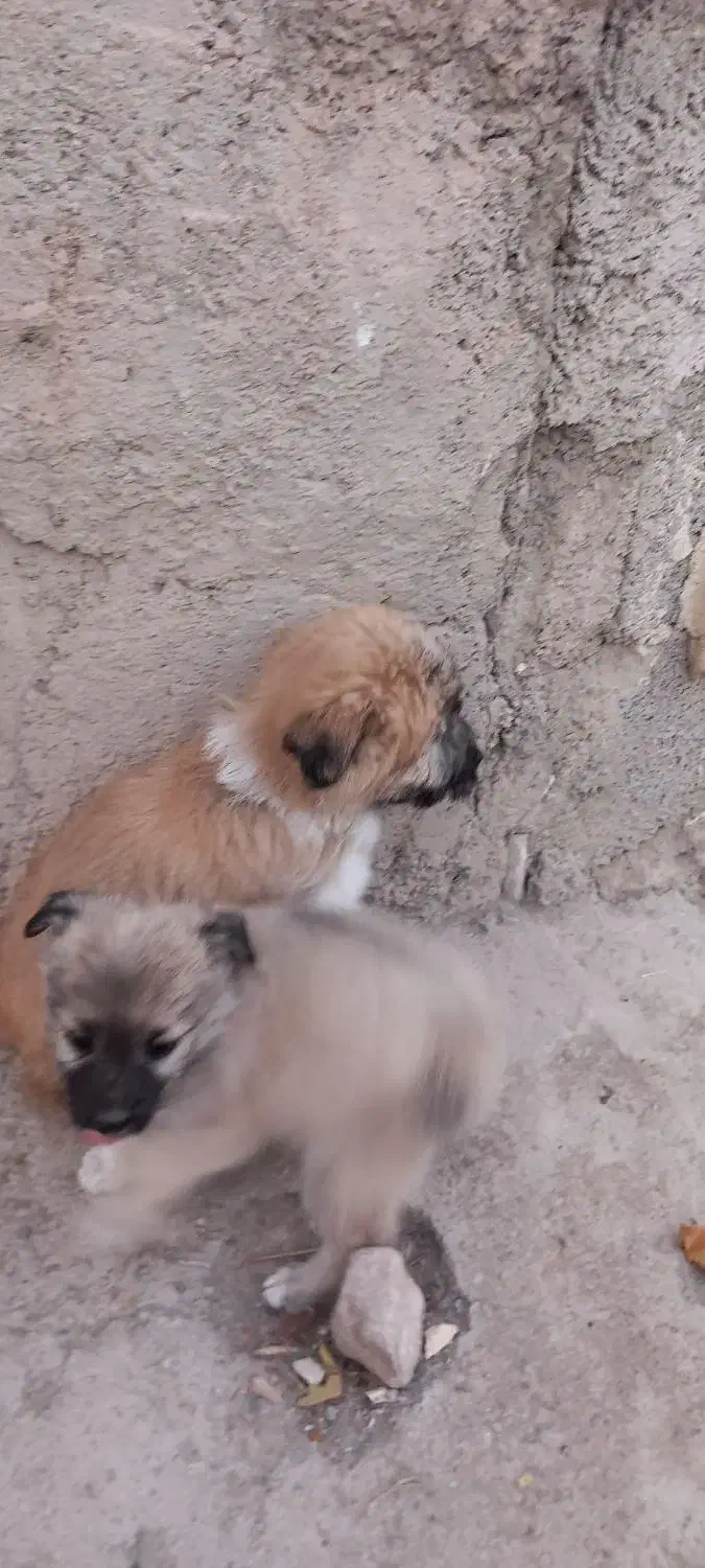 سگ پاکوتاه|سگ|مرند, |دیوار