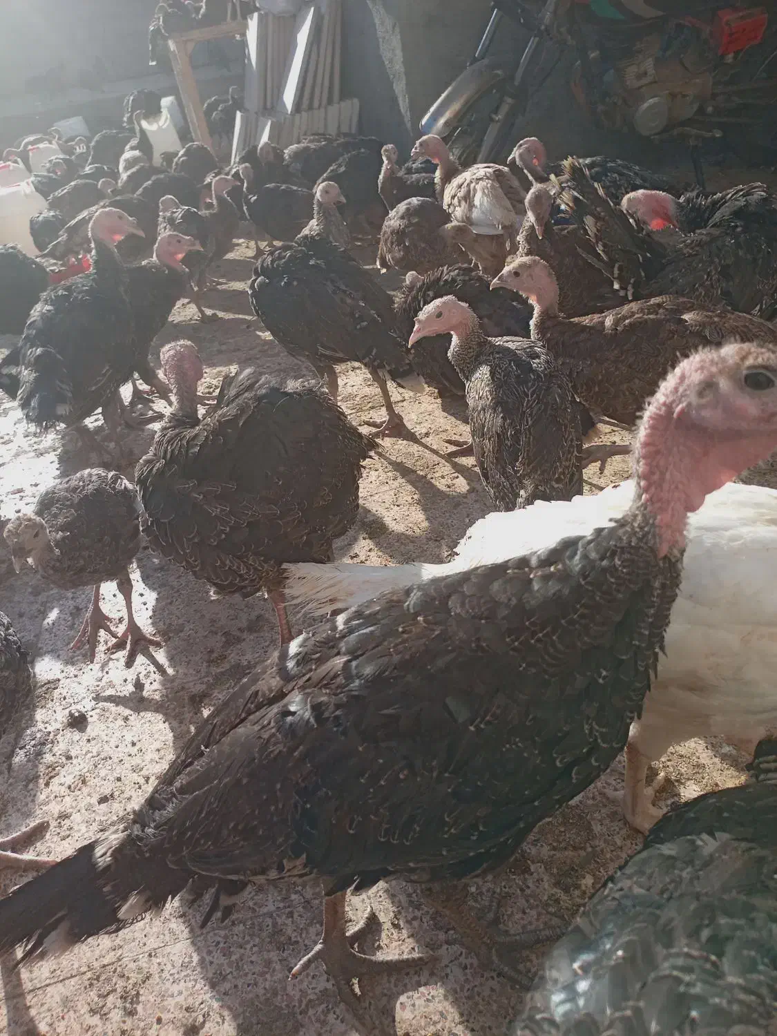 جوجه بوقلمون ب|حیوانات مزرعه|کنگاور, |دیوار