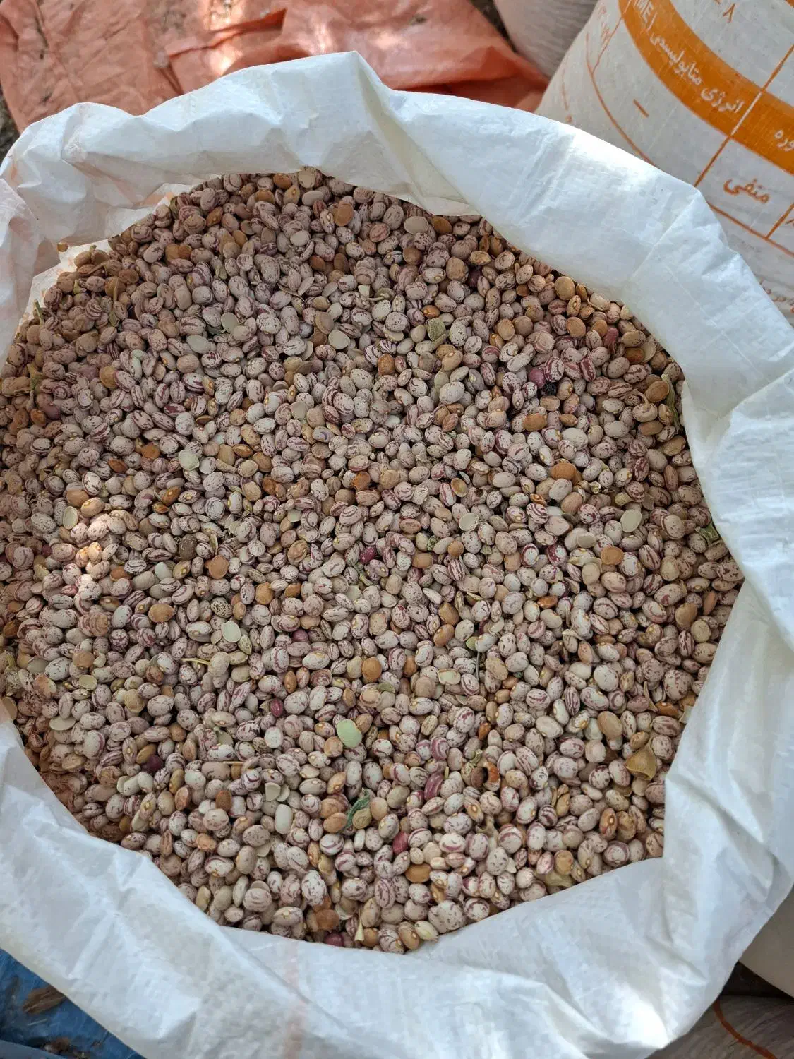 600 کیلو لوبیا چیتی|خوردنی و آشامیدنی|خرم بید, |دیوار