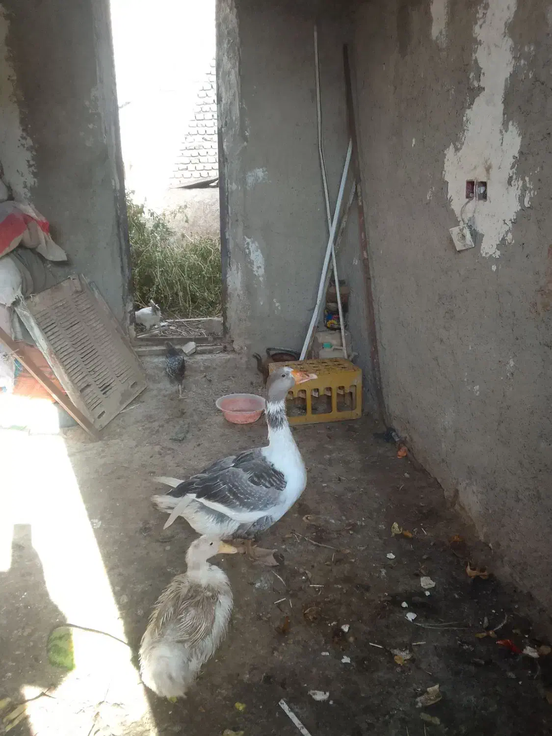 غاز نر|حیوانات مزرعه|زابل, |دیوار