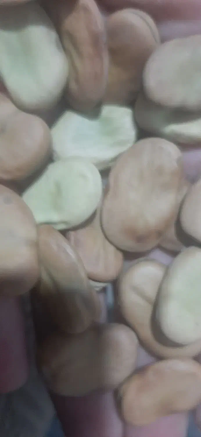 باقلا خشک هفت بند|خوردنی و آشامیدنی|کوهی‌خیل, |دیوار