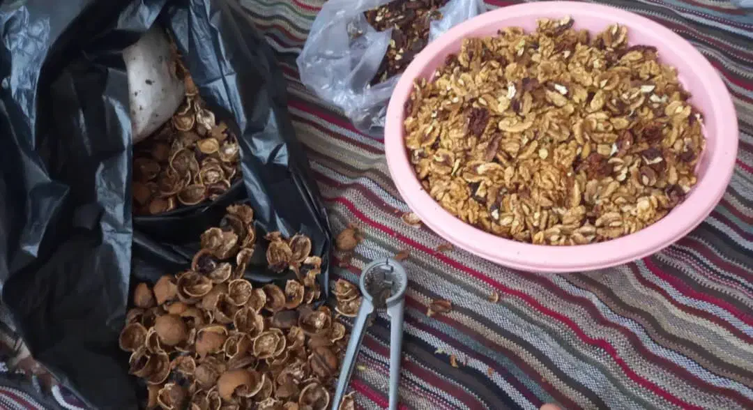 گردوی امساله پرچرب|خوردنی و آشامیدنی|قم, حاج زینل|دیوار