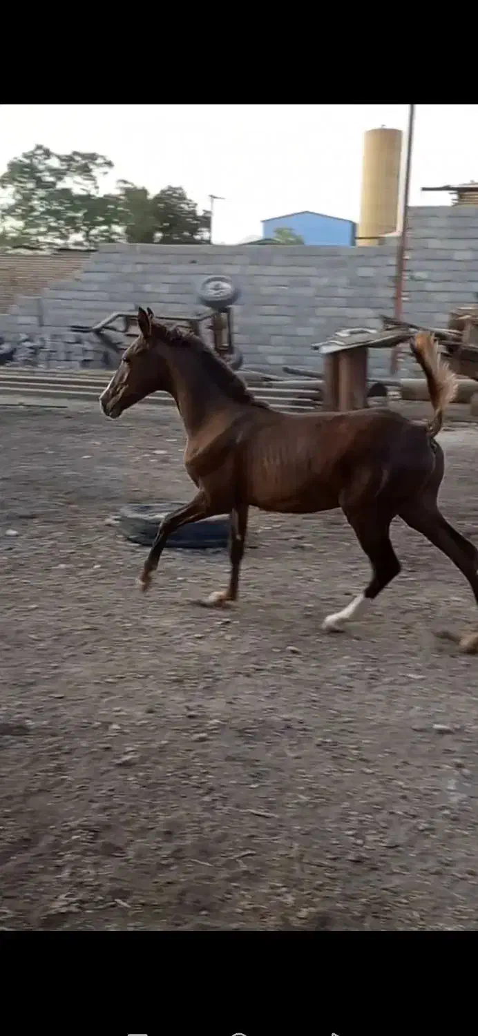 کره نریون کرد|اسب و تجهیزات اسب‌سواری|کاشمر, |دیوار