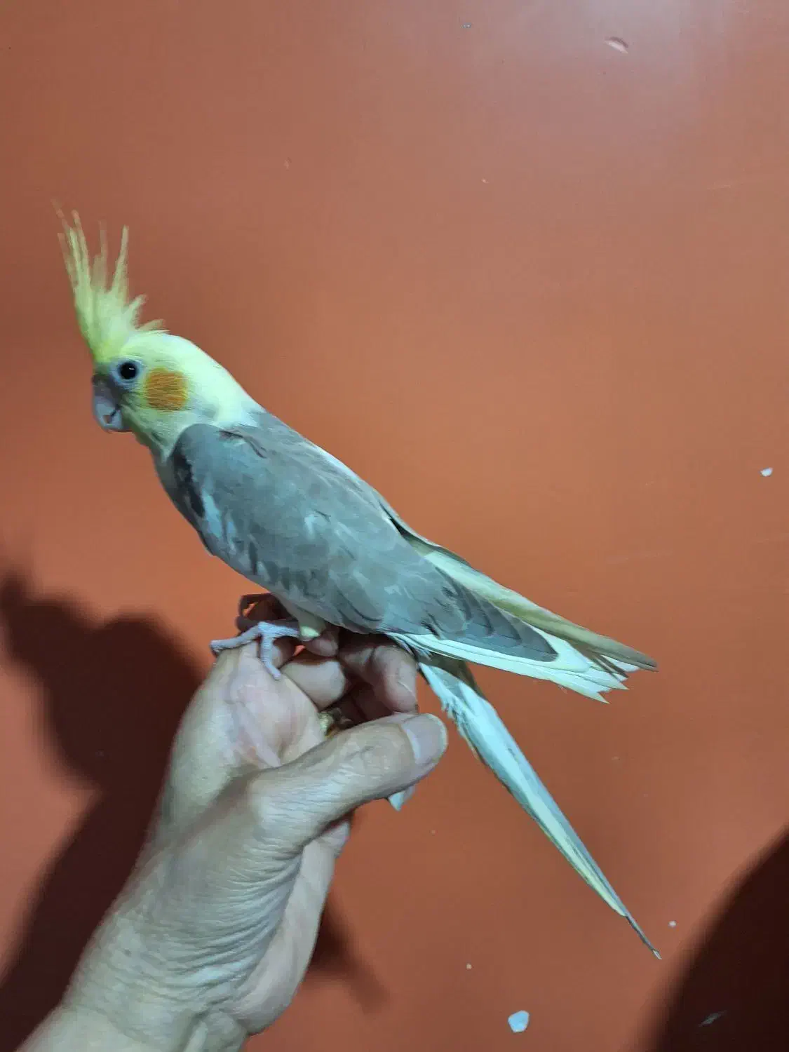 پرنده|پرنده|شهریار, شهریار|دیوار