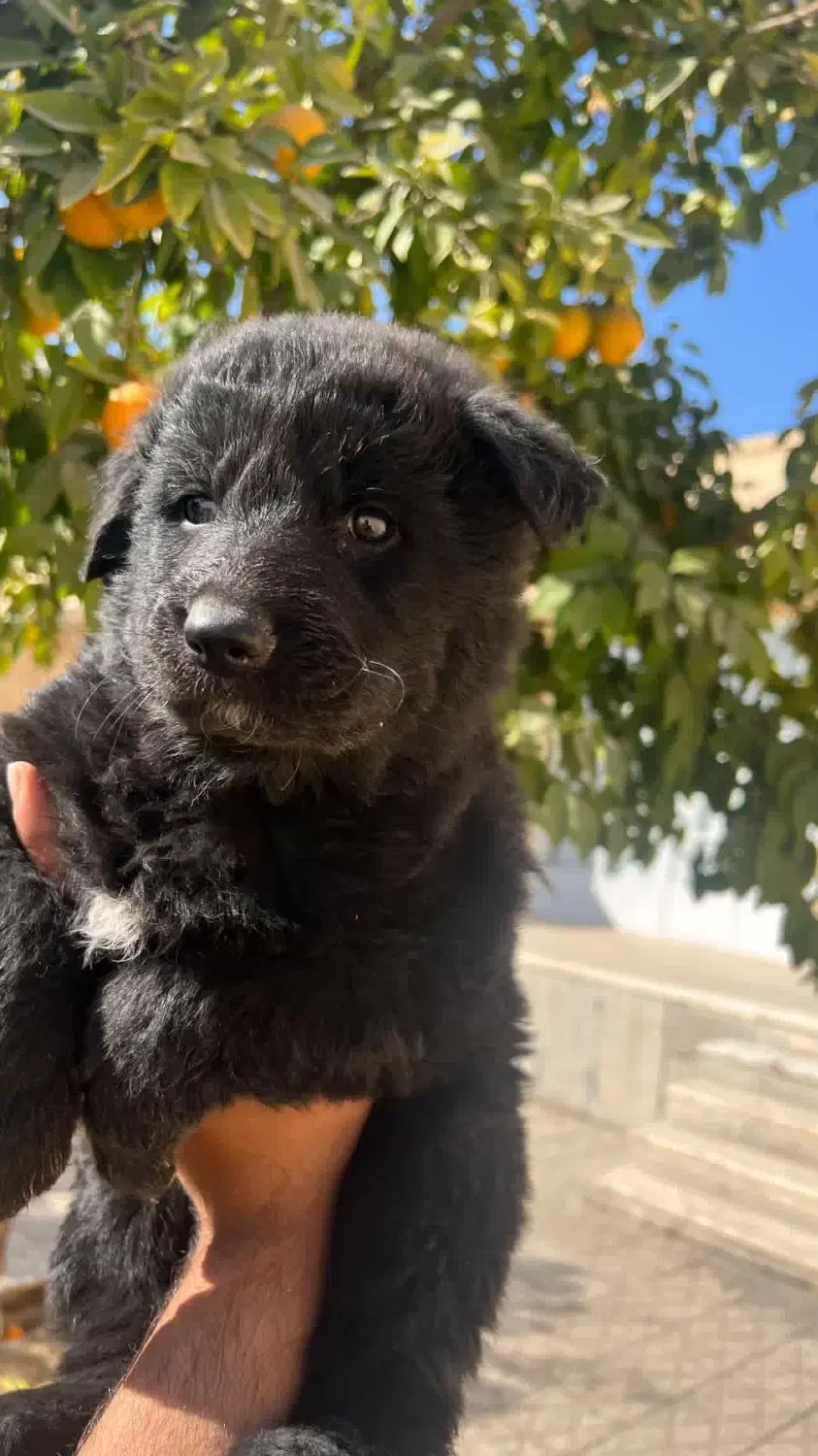 توله ژرمن|سگ|یزد, |دیوار