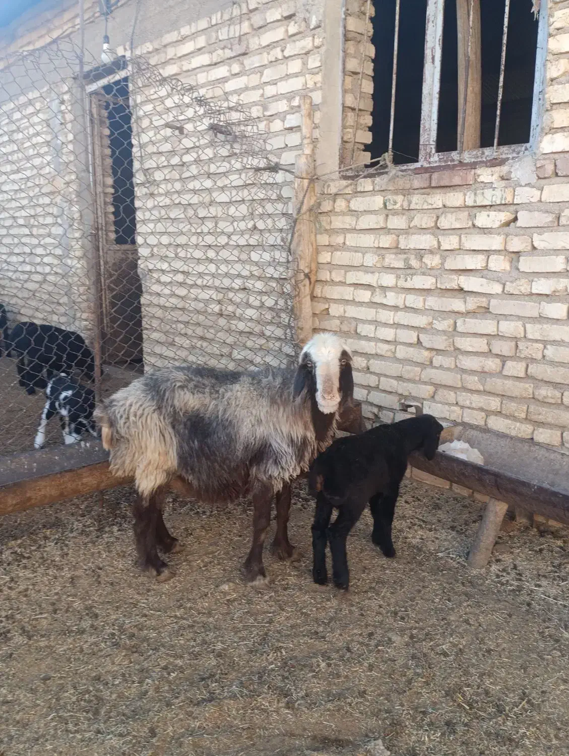 میش بره و میش ابستن|حیوانات مزرعه|خرامه, |دیوار