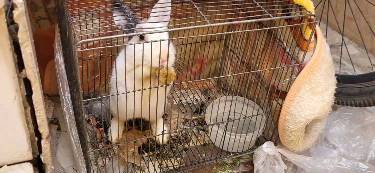 خرگوش|موش و خرگوش|خمینی‌شهر, |دیوار