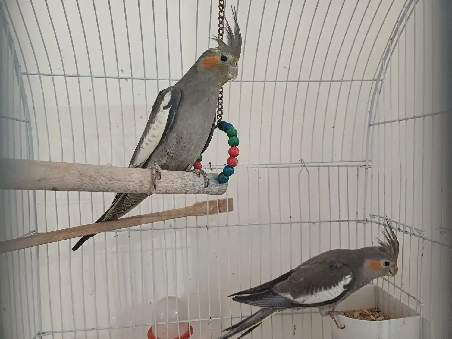 عروس هلندی|پرنده|جم, |دیوار