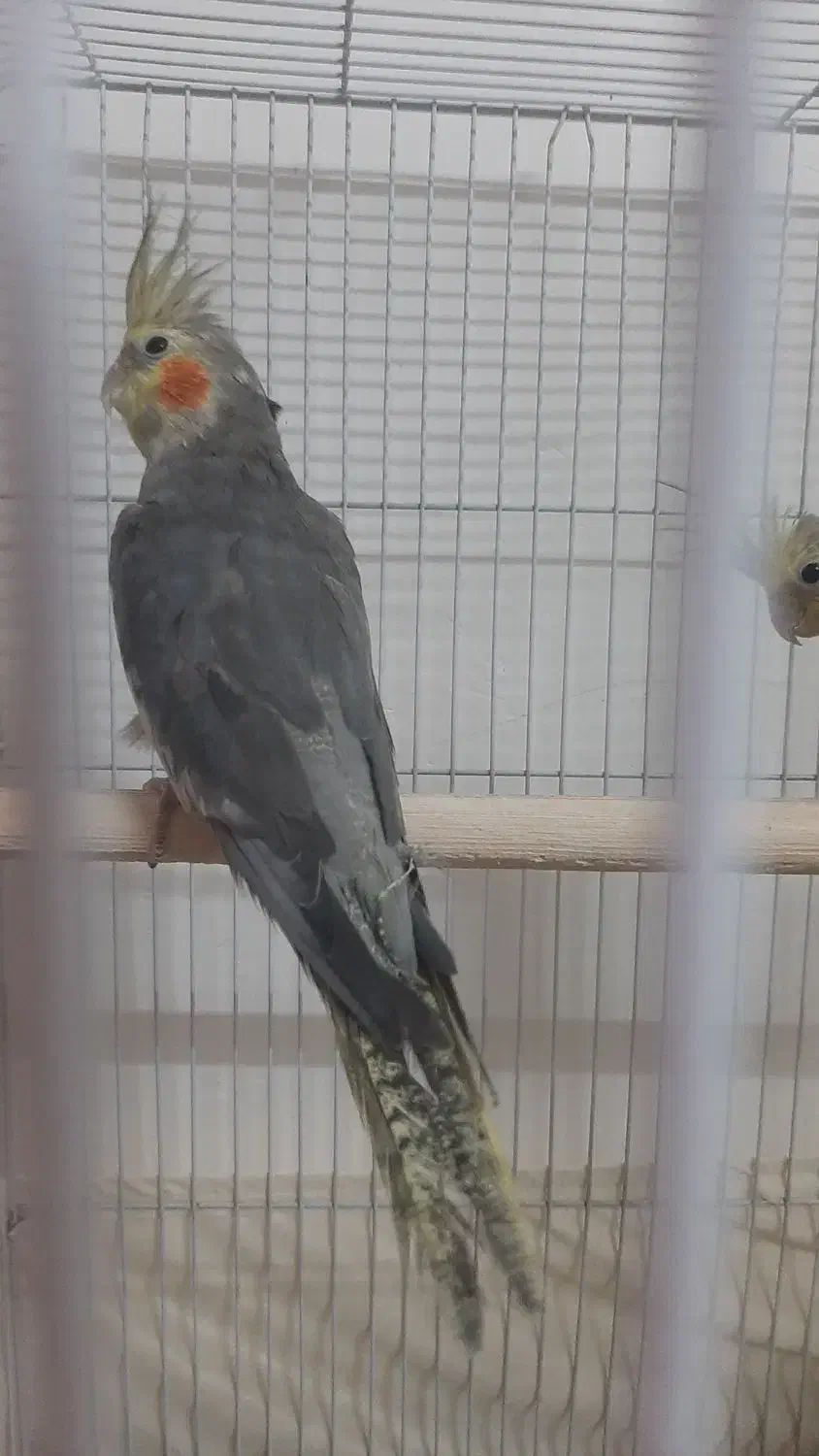 یک عدد عروس هلندی نر جوان|پرنده|رودبار, |دیوار