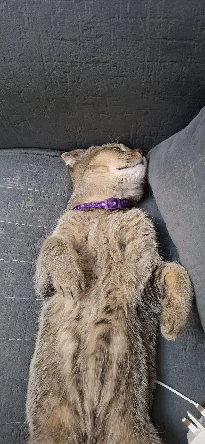 گربه اسکاتیش|گربه|اندیشه, اندیشه فاز ۱|دیوار