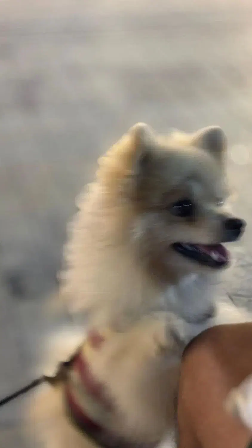 فروشی|سگ|بندرعباس, |دیوار