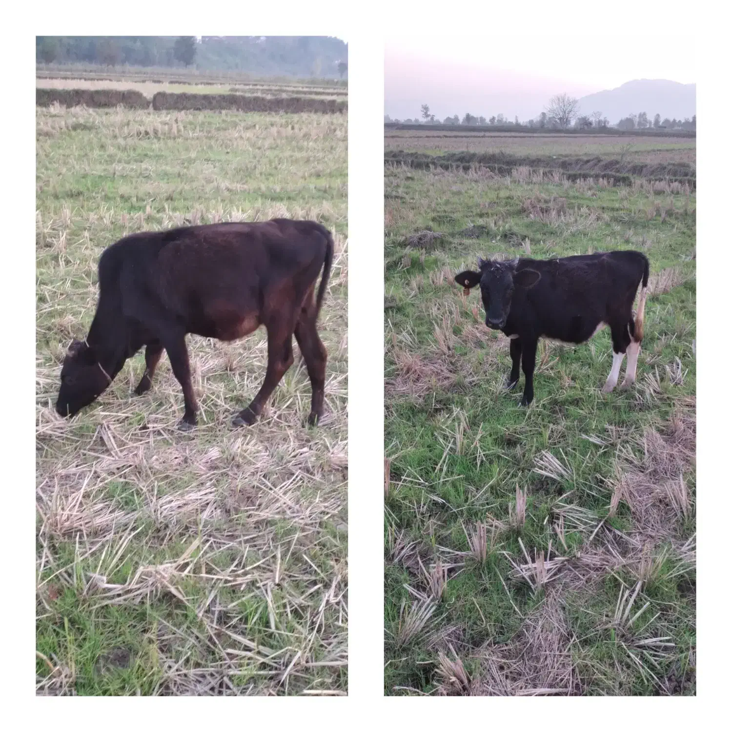 یک راس لیشه محلی و یک راس لیشه دورگ محلی|حیوانات مزرعه|توتکابن, |دیوار