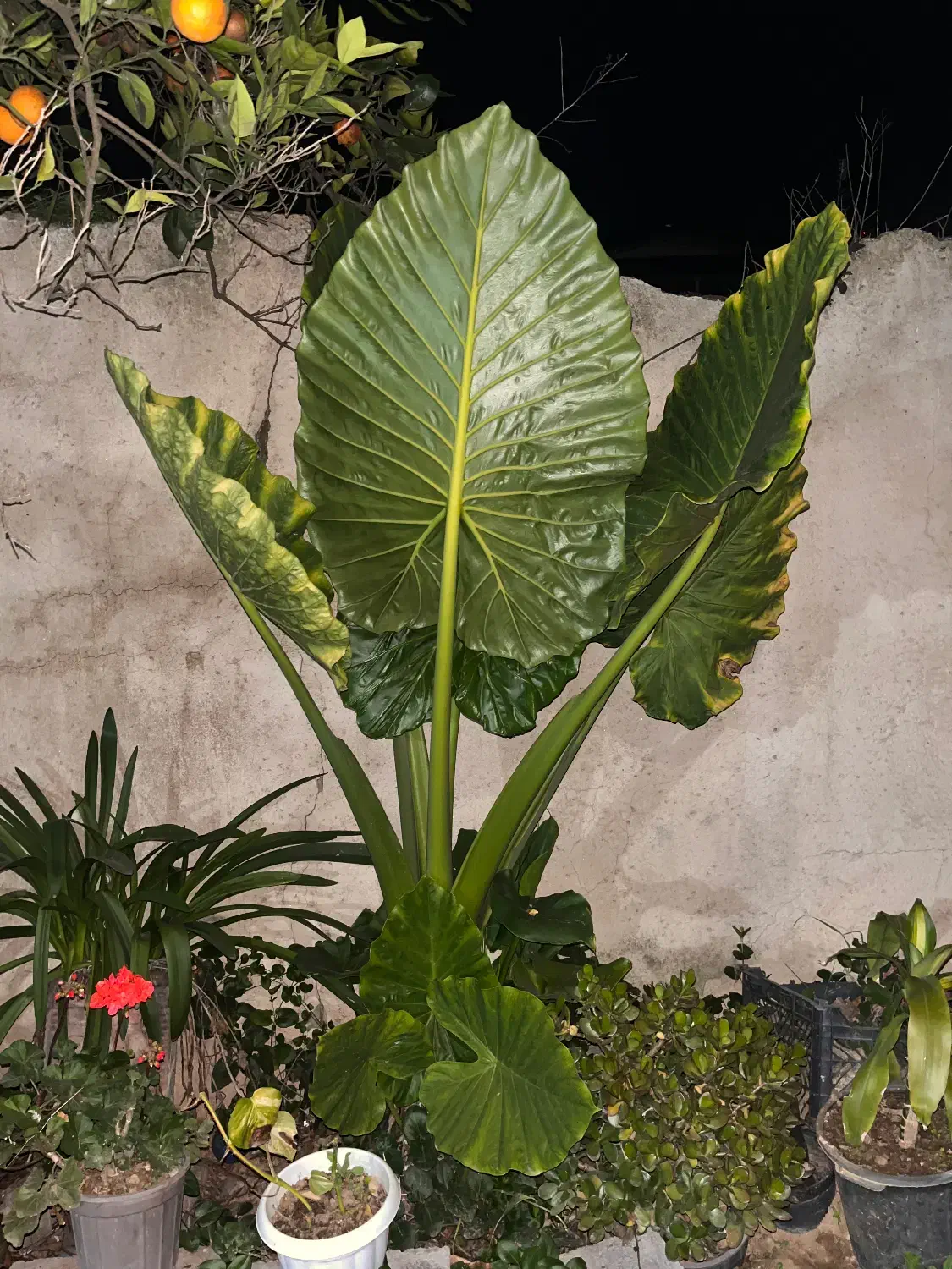 گل باباآدم|گل و گیاه طبیعی|خوشرودپی, |دیوار