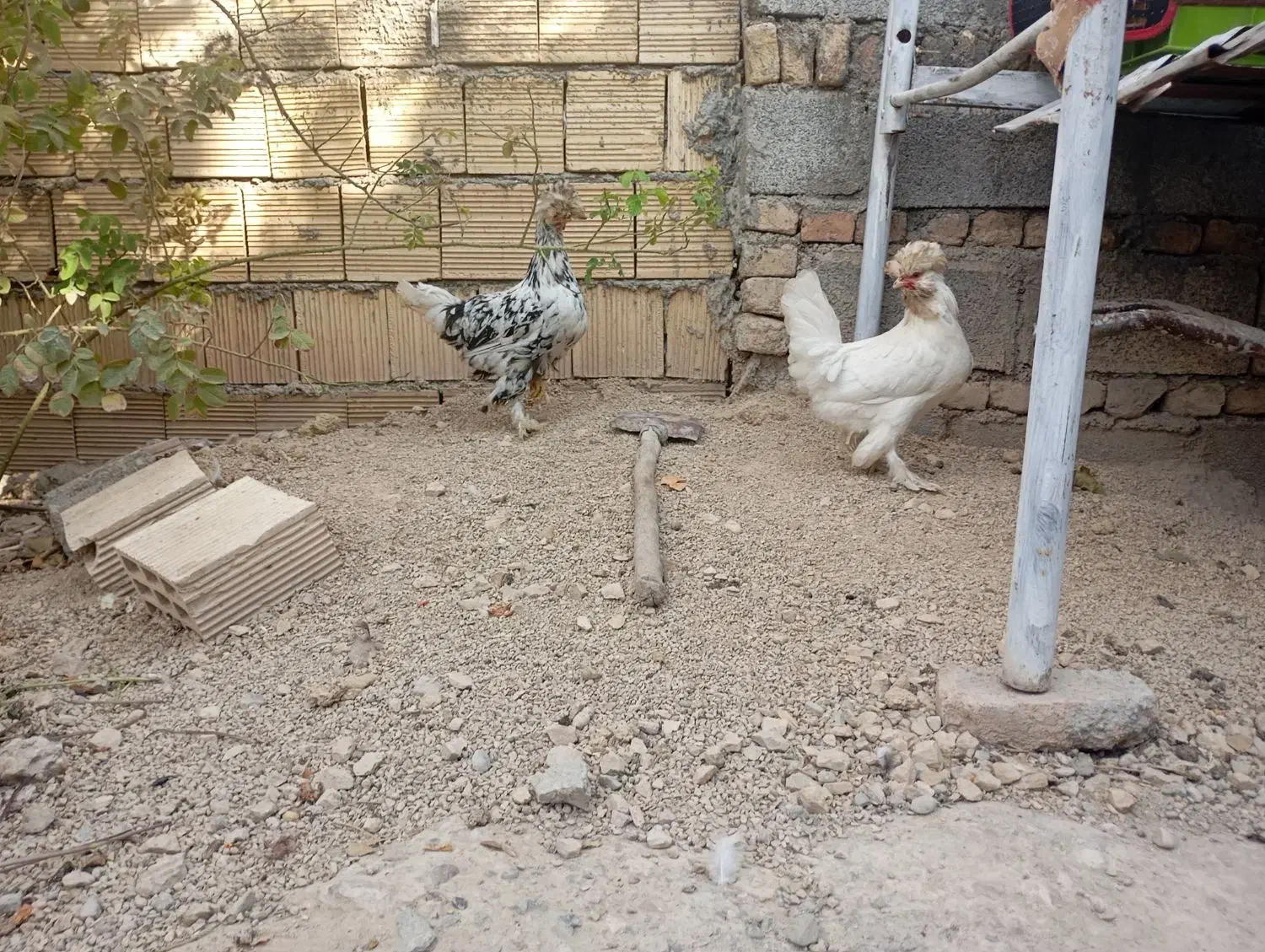 دو عدد مرغ کردستانی به فروش میرسد|حیوانات مزرعه|رومشکان, |دیوار