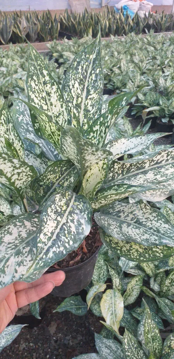 آگلونما برفی سه بوته|گل و گیاه طبیعی|قائم‌شهر, |دیوار