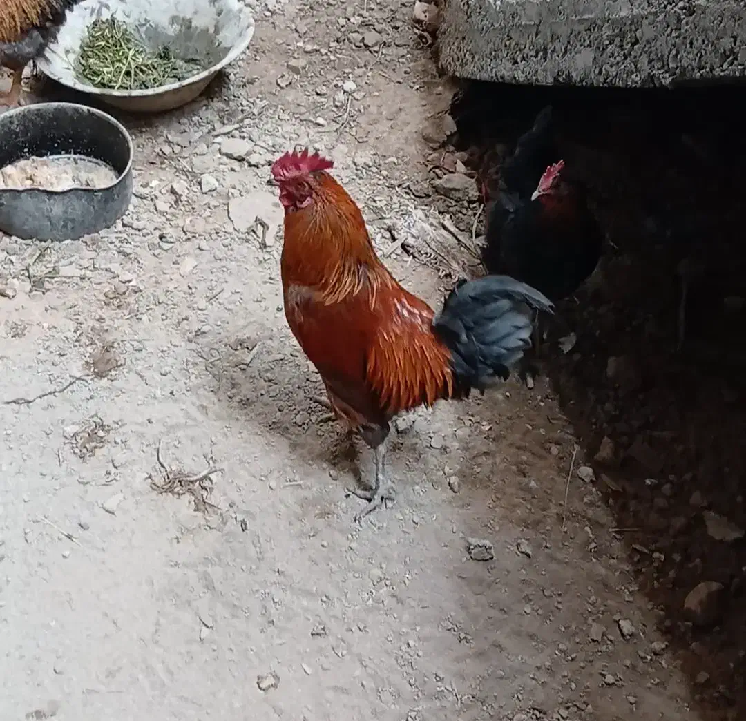 خروس ۱۱ ماه|حیوانات مزرعه|رباط‌کریم, نصیرشهر|دیوار