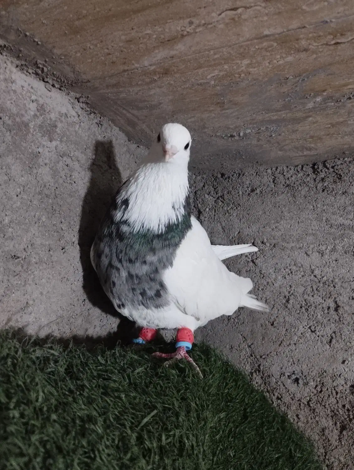 کبوتر طوقی|پرنده|دزفول, |دیوار