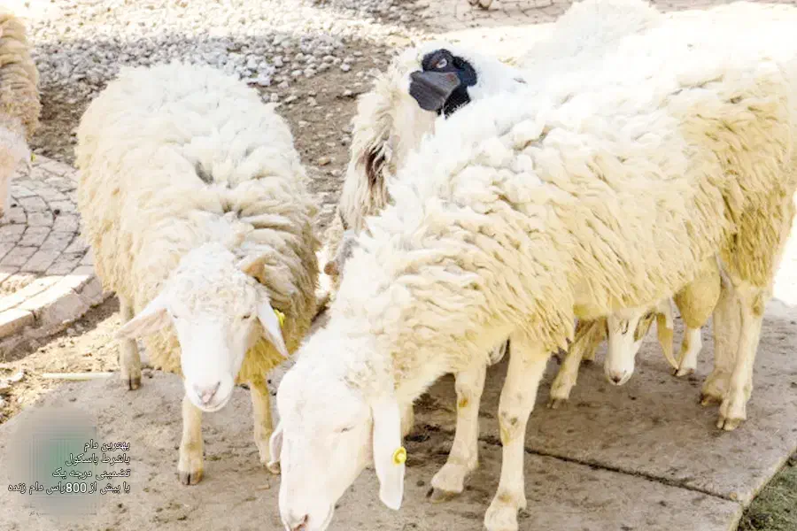 .گوسفند زنده اورگانیک.ب شرط نصفه.خونی|حیوانات مزرعه|مشهد, نوید|دیوار