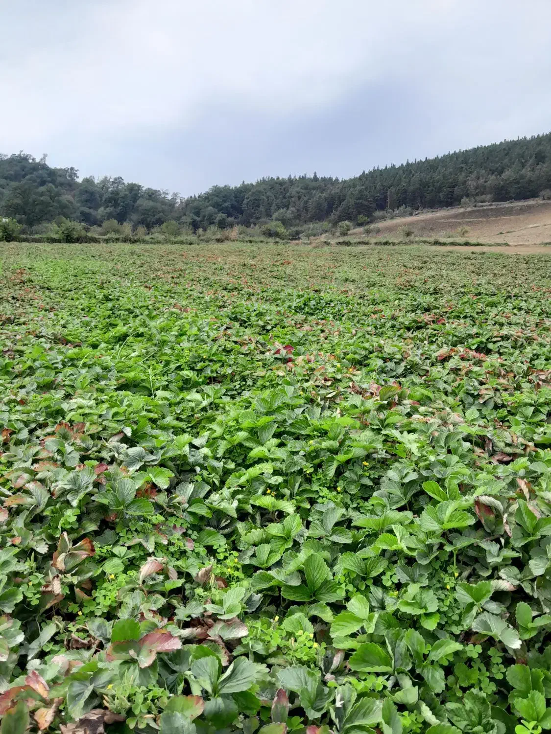 بوته توت فرنگی سابرینا دانه ای|خدمات باغبانی و درختکاری|خان ببین, |دیوار