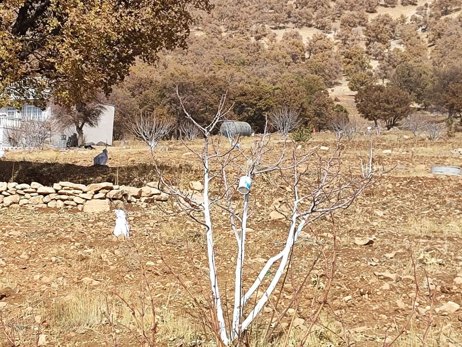 فروش زمین کره‌کان بوان|فروش زمین و ملک کلنگی|نورآباد ممسنی, |دیوار