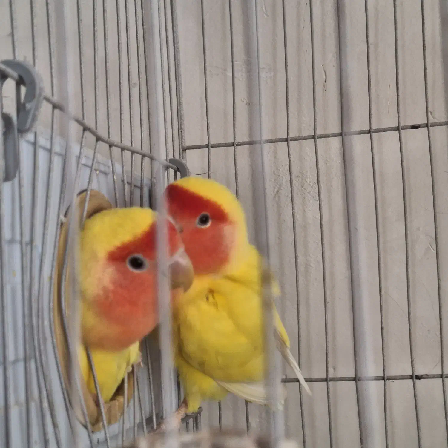 یک جفت کوتوله برزیلی مولد دو جفت عروس هلندی مولد|پرنده|مشهد, طلاب|دیوار