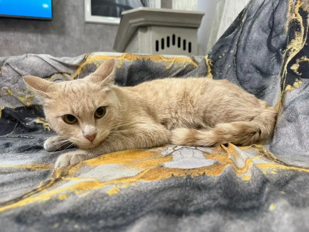 گربه|گربه|رشت, دیلمان|دیوار