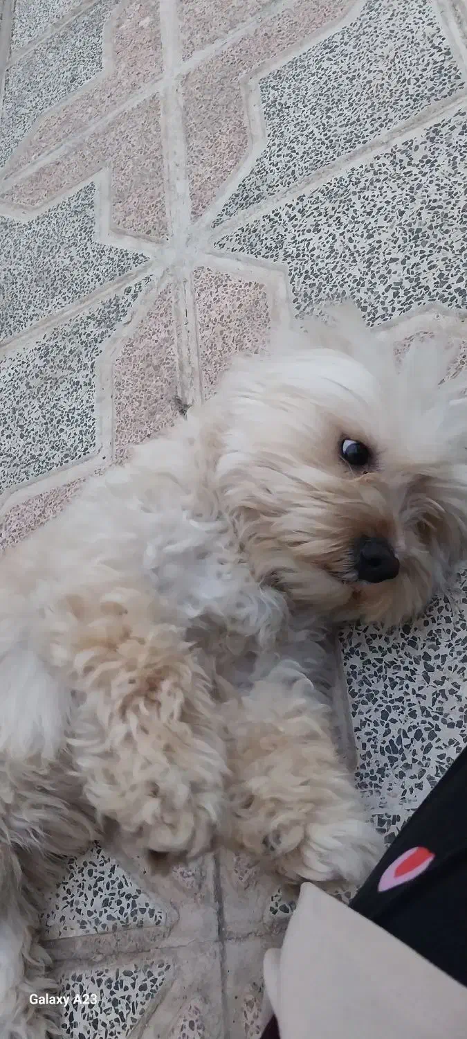 سگ باهوش نر|سگ|قره پشتلو, |دیوار