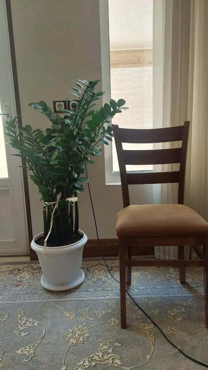 زاموفیلیا سبز|گل و گیاه طبیعی|شاهین‌شهر, فردوسی|دیوار