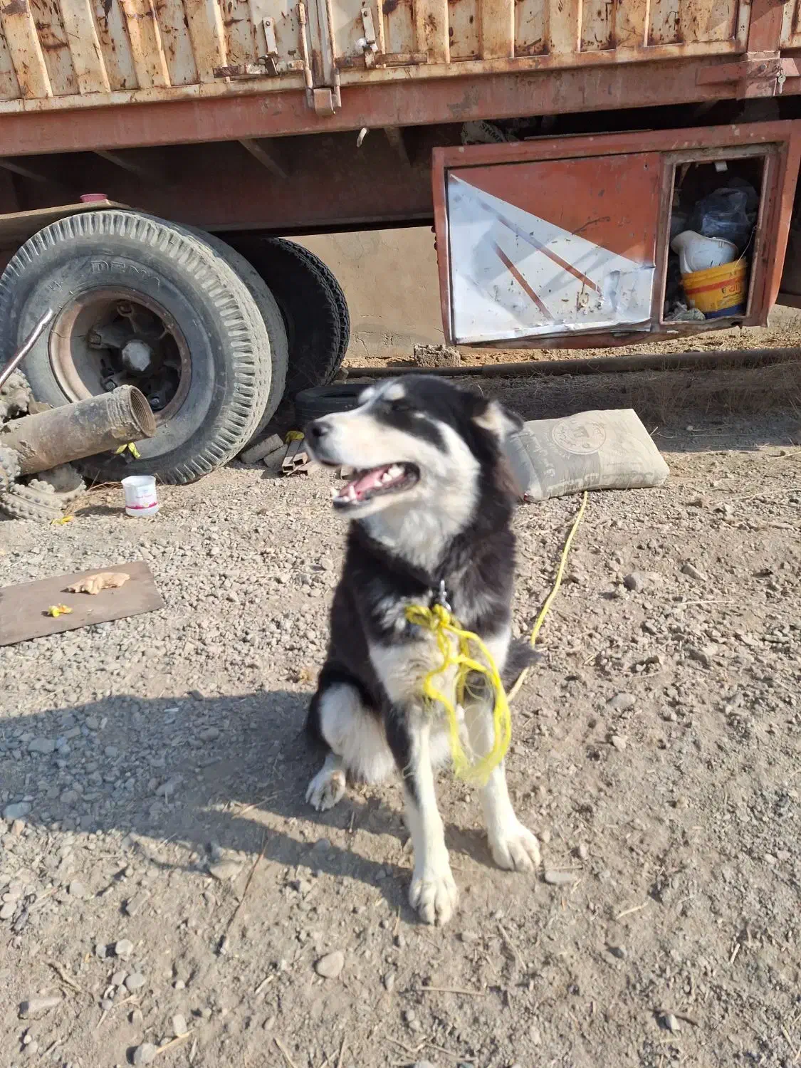 سگ هاسکی شیطون و بازیگوش|سگ|شاندیز, |دیوار