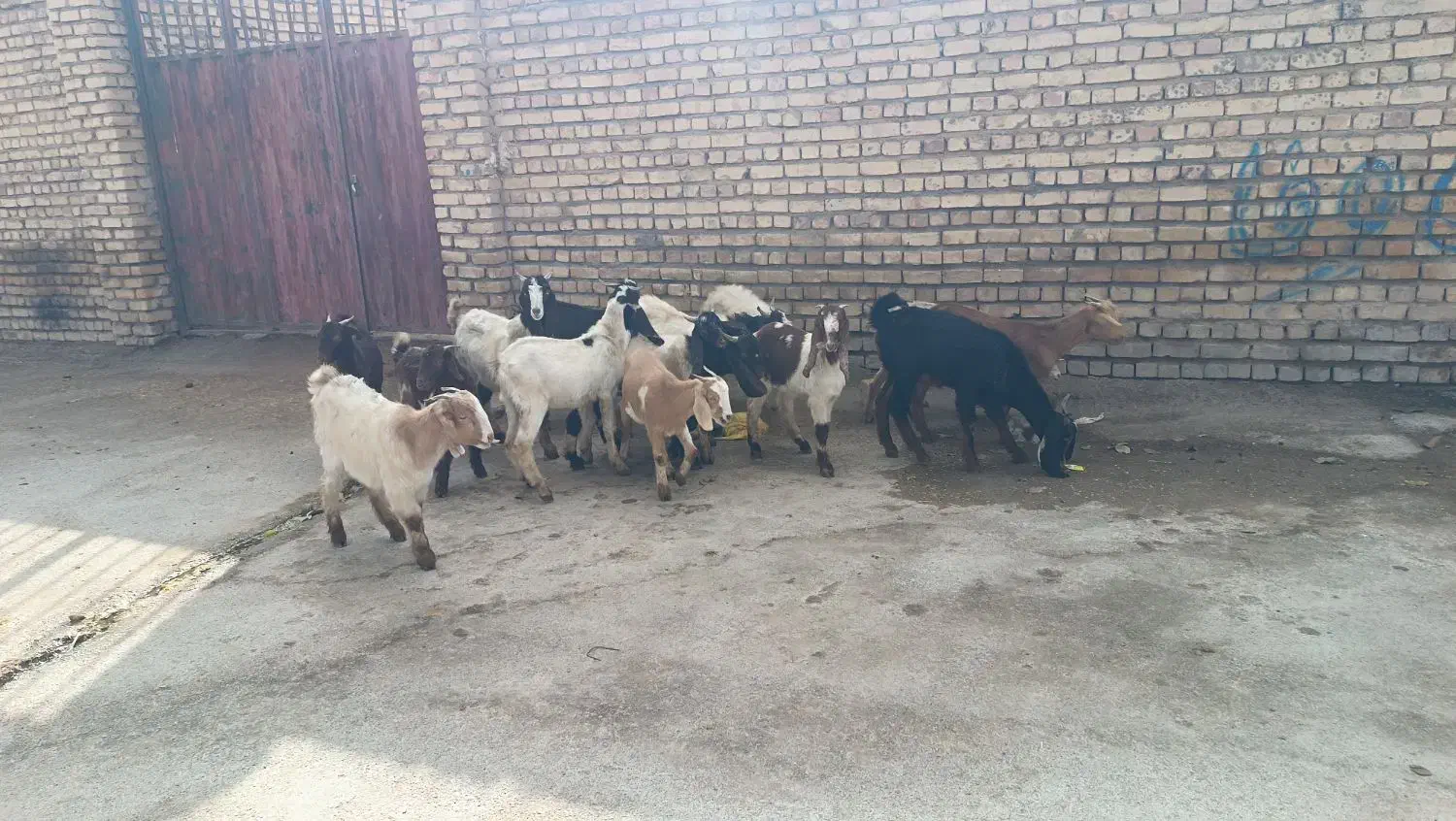 ۱۵عدد بزغاله|حیوانات مزرعه|خمین, |دیوار